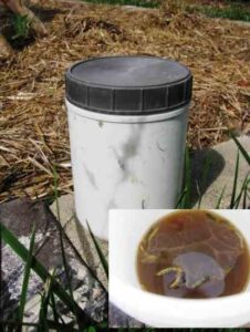 Bug Boundaries and Insect Invitationals Image